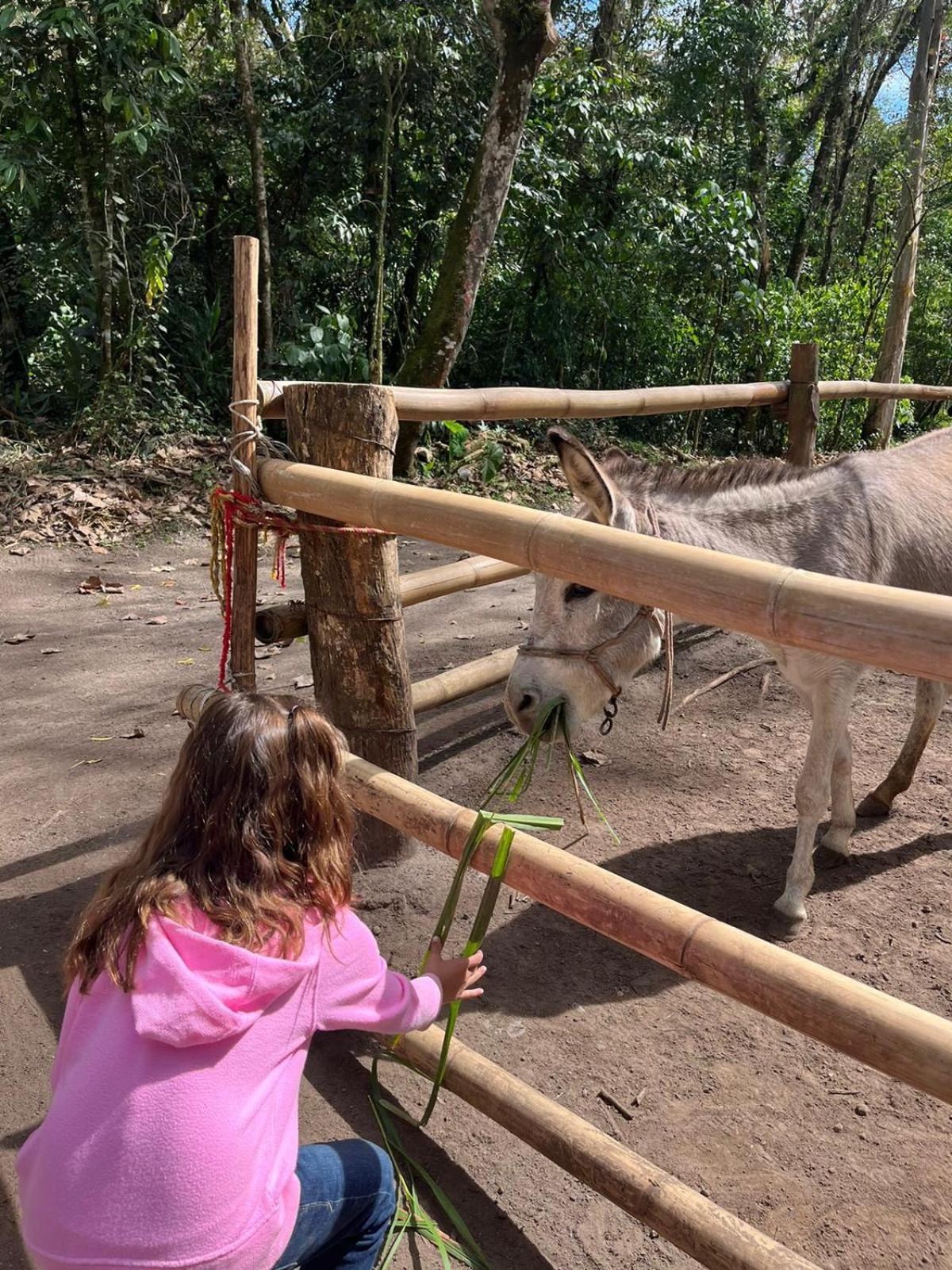 Boscana Forest Resort & Residence Coscomatepec de Bravo 外观 照片